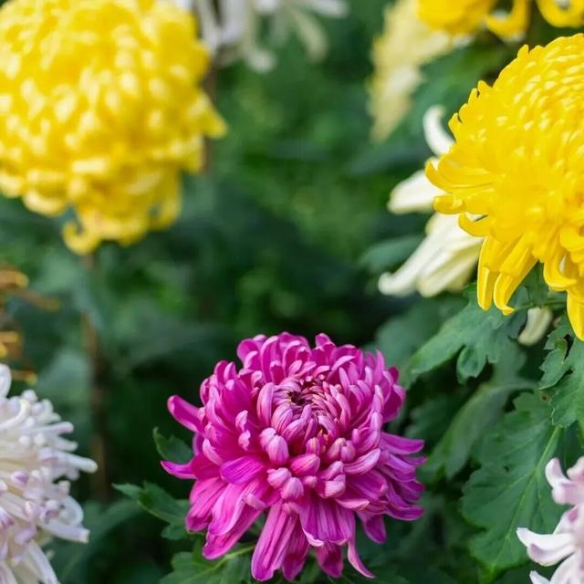 就在本周末！“安养链”社区达人团集结中山公园，70支队伍将争夺菊海C位