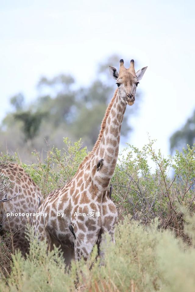 博茨瓦纳：死贵的旅游地，是值得追梦，还是被过度神话的伪天堂？