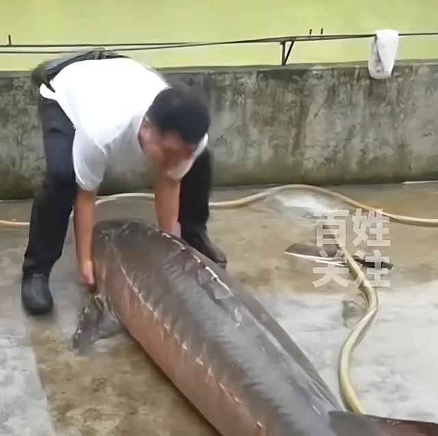 重庆暴雨后村民捡到280斤大鱼！