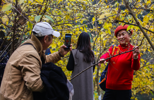 一年一度！重庆园博园红梅开啦→
