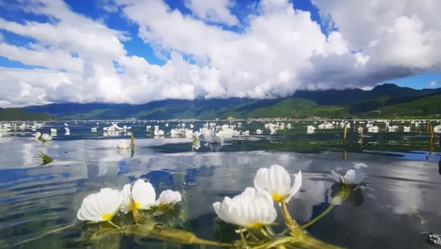 泸沽湖20°的夏天,藏着一片会跳舞的“水性杨花”
