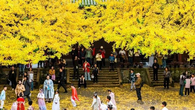 爆料！除了赏银杏，罨画池还有这些玩法~