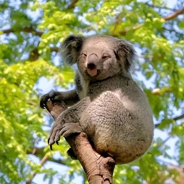 报名了！红山动物园3.5万张免费门票
