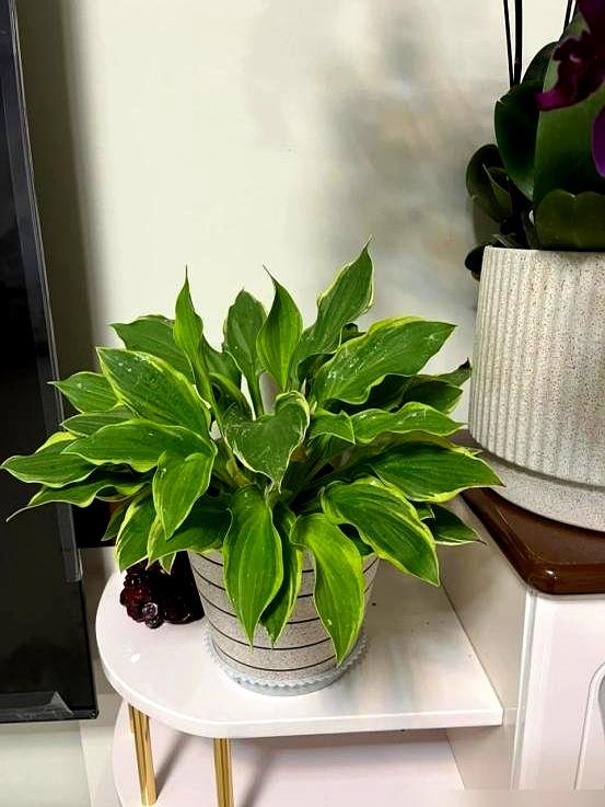 “阴花不能进阳宅”，家里若有这5种花	。请赶紧“搬出去”！