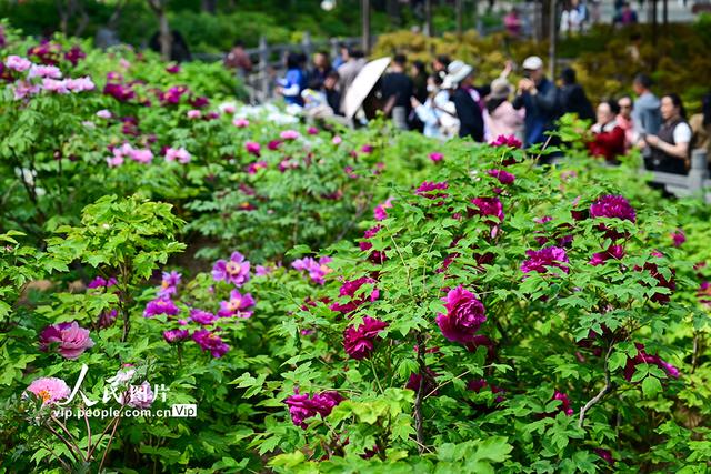 河南洛阳：牡丹花开