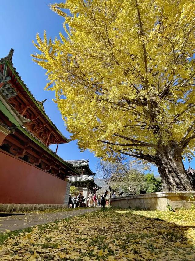 【视界】红墙映金叶！500年古银杏迎最佳观赏期