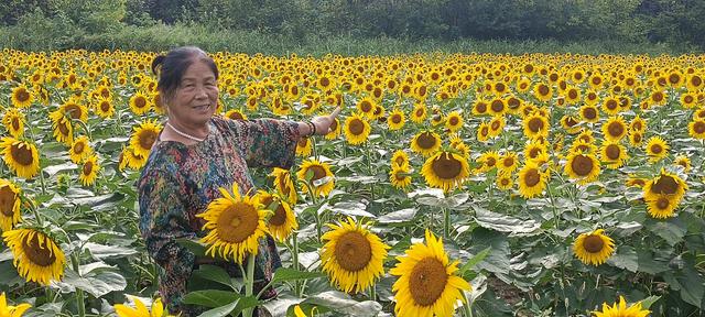 鸭凫峪鹿走沟向日葵🌻花海惊艳亮相！
