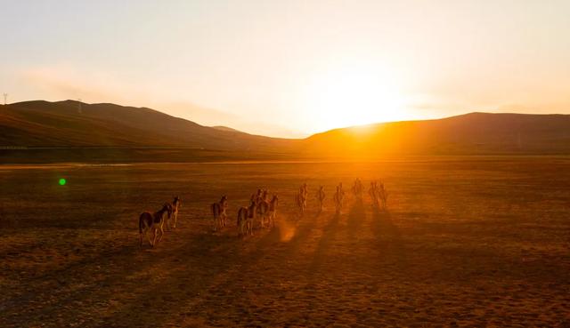 【辉煌60年·新时代西藏答卷】哲古草原：与藏野驴的秋日私语