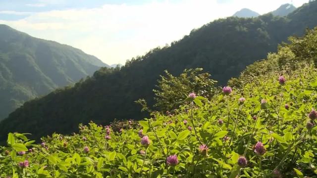 小布丁·早安丨地名里的重庆：巫溪鸡心岭，感受来自“自然国心”的脉动