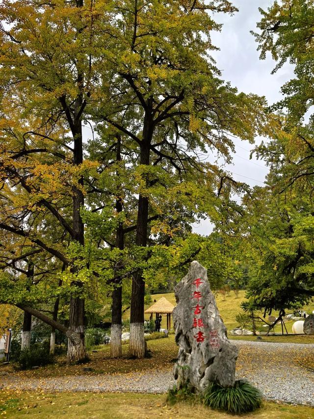 一眼千年！田河村153棵古银杏正“染金”，国庆去这就对了