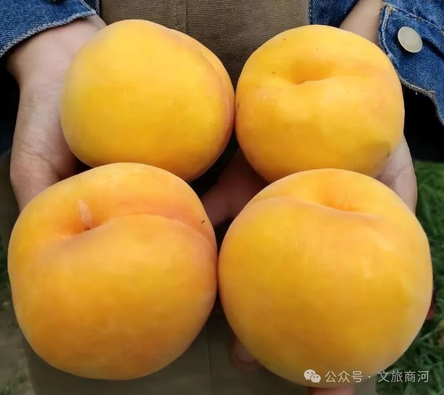 周末向北，去济南这个小县城里摘桃、吃鸡、泡温泉，恣儿得很！