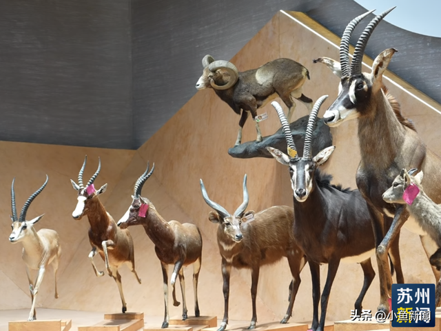 首次公开！苏州新地标，即将开启压力测试...