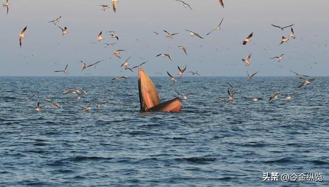 12月旅行去哪？这四季同框攻略，让你玩转冰雪、赏秋、寻花、避寒