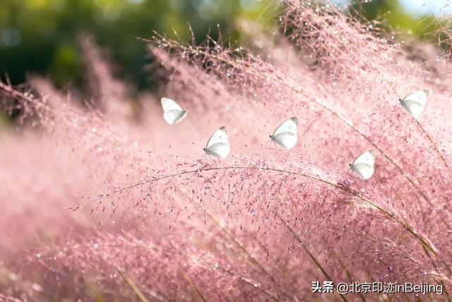京城周末丨秋日限定浪漫,粉黛花海进入最美时节