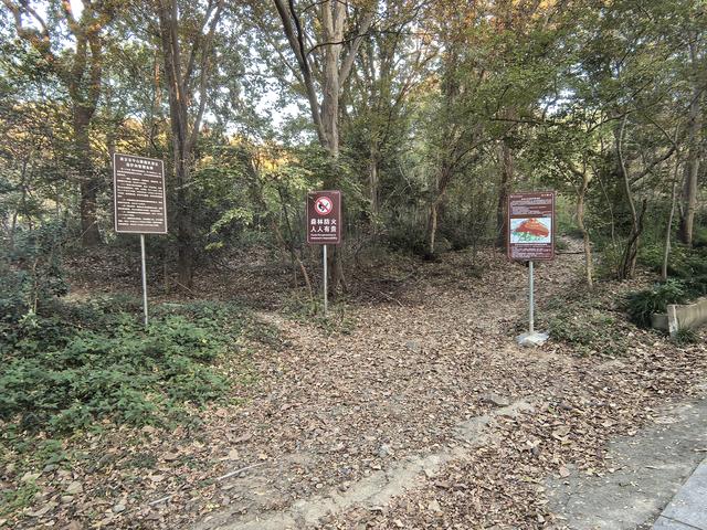南京紫金山郊野徒步