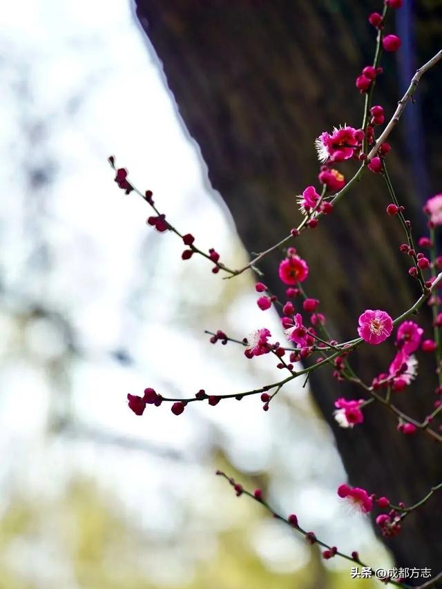 成都这波“梅”景太出片，错过再等一年~