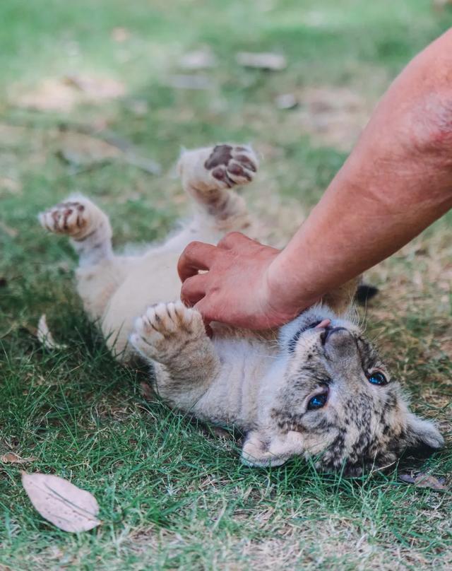 【萌狮叫醒服务】上线！快来给“最萌查房官”取个神仙名字吧！