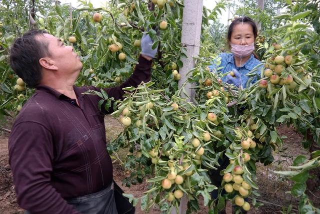 运城周末遛娃天花板!亲子采摘甜翻时光~