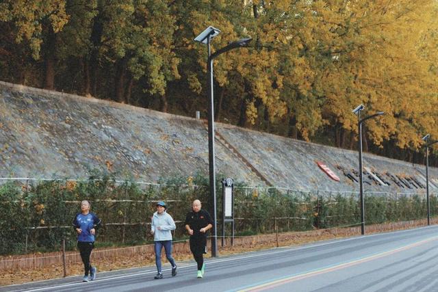 陕州黄河廊道：秋染长堤入画来