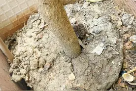 土壤板结，自制3种“松土水”，每7天给花浇1次，二三次后变疏松图片