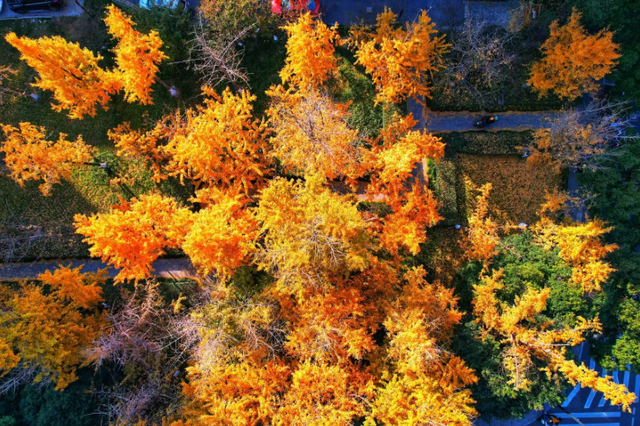 藏在杭州闹市的金色秘境！上塘高架边的银杏林 承包整个初冬的浪漫