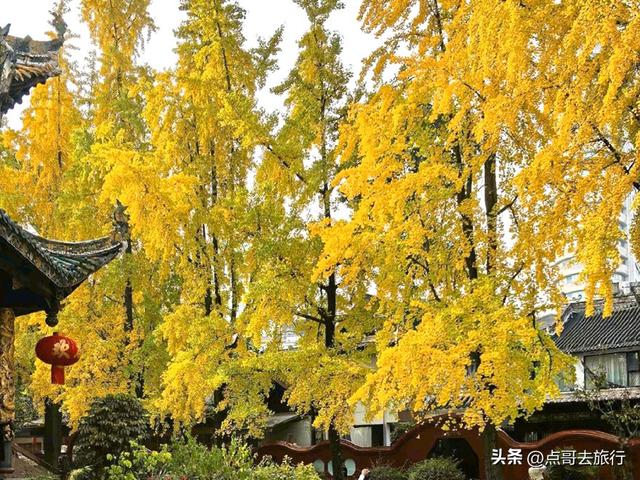成都市区最美银杏都藏在这里，千年沉淀超级惊艳，公交车直达！