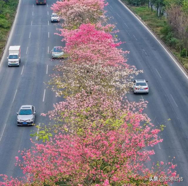 速收藏！贵港十二月赏花地图出炉，这些绝美机位拍出氛围感大片