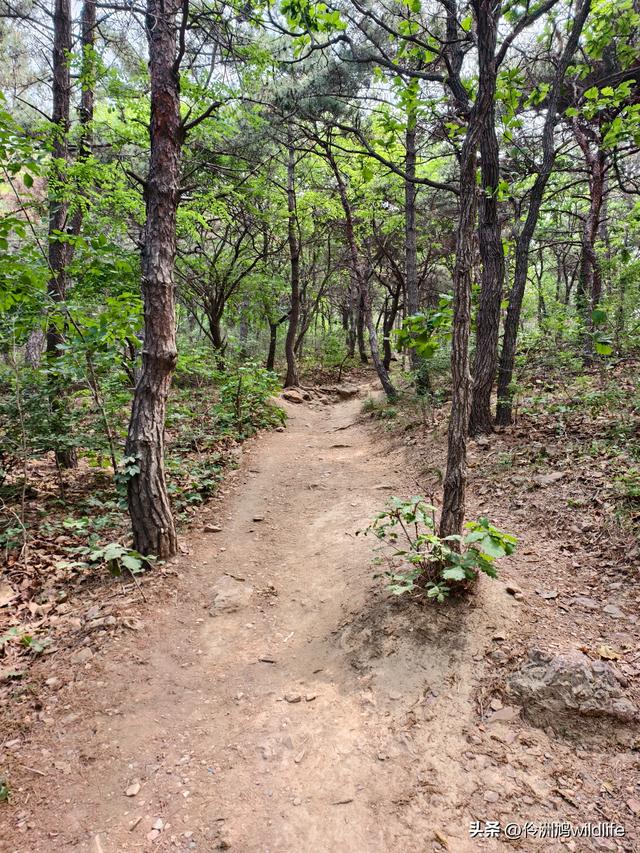 大连海之韵公园·棒槌岛