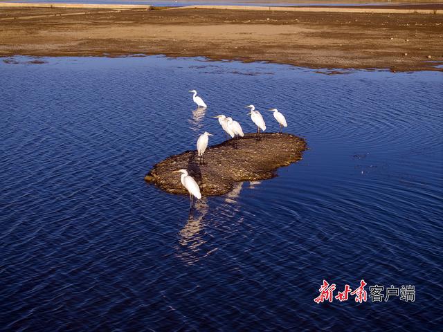 阿克塞：白鹭舞蹁跹 冬景入画来