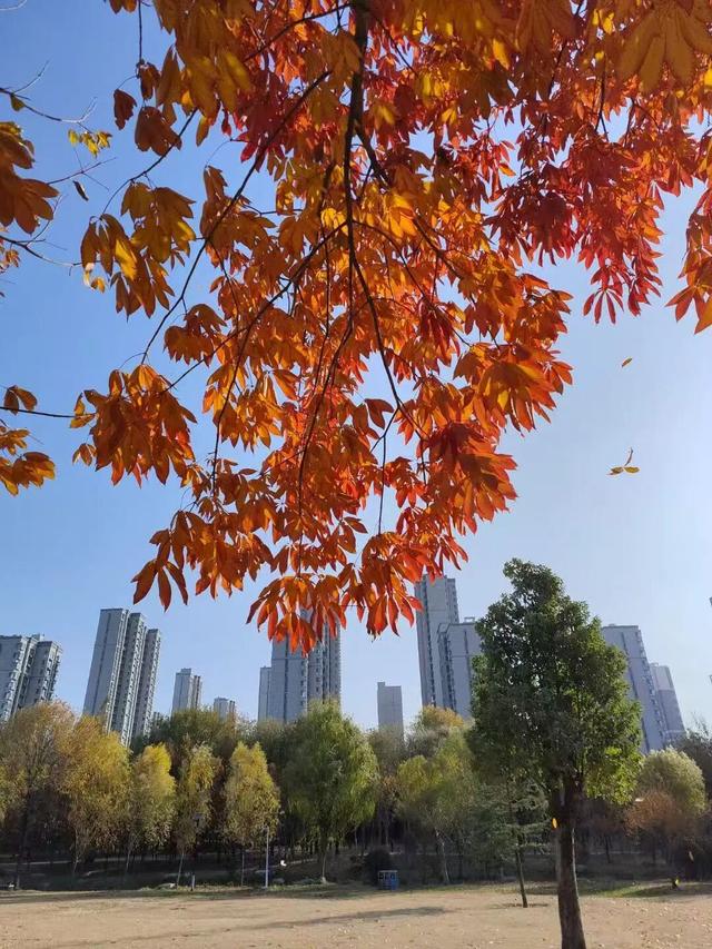 初冬味道！森林公园景色如诗如画，快来感受五彩缤纷的美丽画卷！