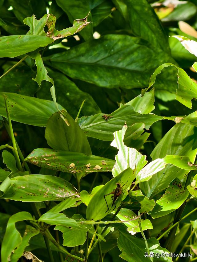 马来西亚(32)砂拉越州⑥世界遗产尼亚洞窟探险