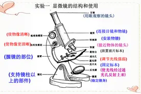 2024年生物结业考试总复习：初中7-8年级生物核心考点图文梳理图片