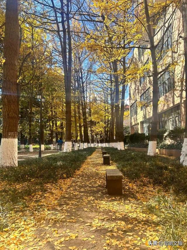 美爆！美爆！超全攻略！超出片！🤳昆明银杏黄金倒计时，抓紧时间冲~