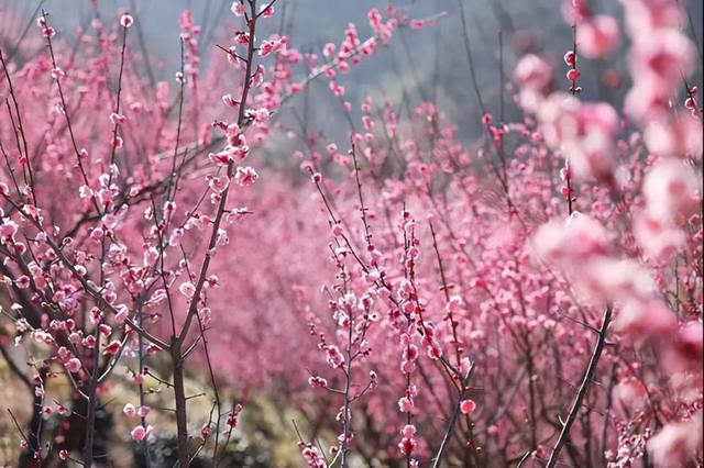 花果山景区：梅花绽放春意浓 踏青赏景正当时