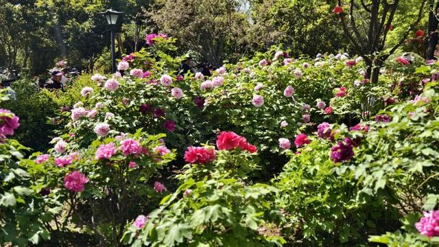 一天近4万人涌入！常州这座免费公园火了