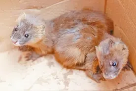 家里出现黄鼠狼是福还是祸？家里有黄鼠狼究竟暗示着什么寓意？图片