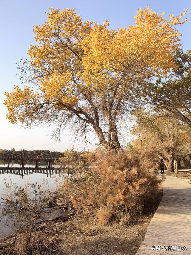 2025环南疆沙漠铁路背包自由行日记(6)---游览巴楚红海胡杨林景区