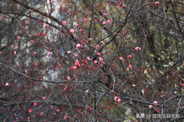 冬日“梅”景，真美！