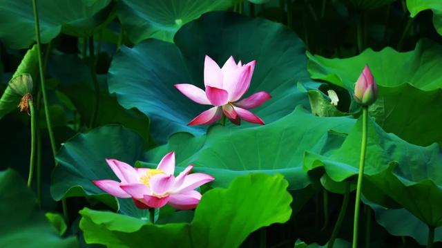 美丽西和 “荷”你有约