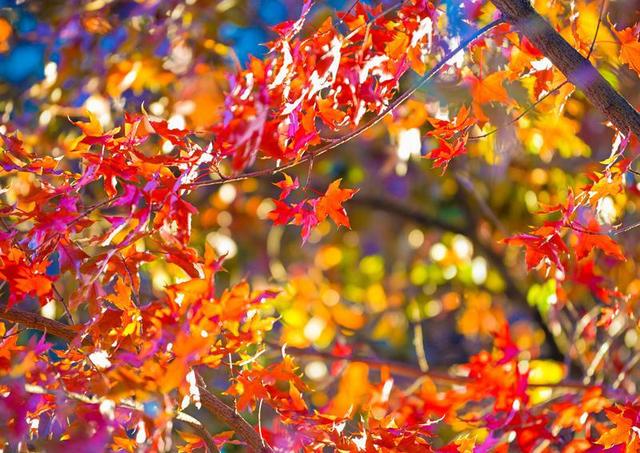 长春松苑宾馆：枫景如画醉游人