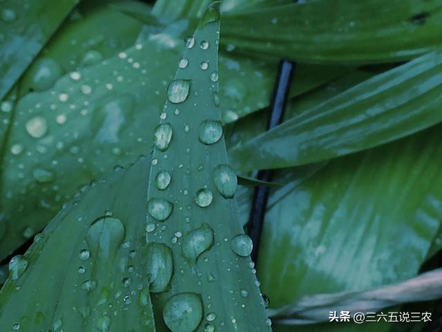 “不怕中秋晴，就怕中秋雨”	，明日八月十五中秋，下雨有啥不好？