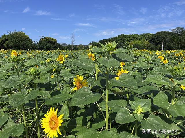 成都坐地铁最新赏花地，近百亩金色花田，超级惊艳，不要门票！
