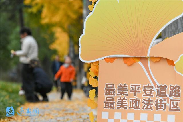 宿迁这条大道“美出圈”！满城尽带“黄金甲”，等你“杏”会