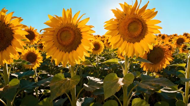 桂棹欸乃摇碎一江秋色，木棉灼灼织就绿城诗章！南宁暖霭中的花影