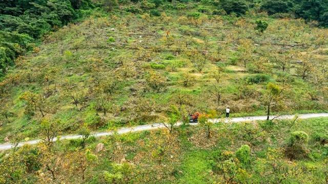 红透山野！从化密石村鸡心柿正当时，解锁“赏柿+住宿+畅行”秋日慢生活