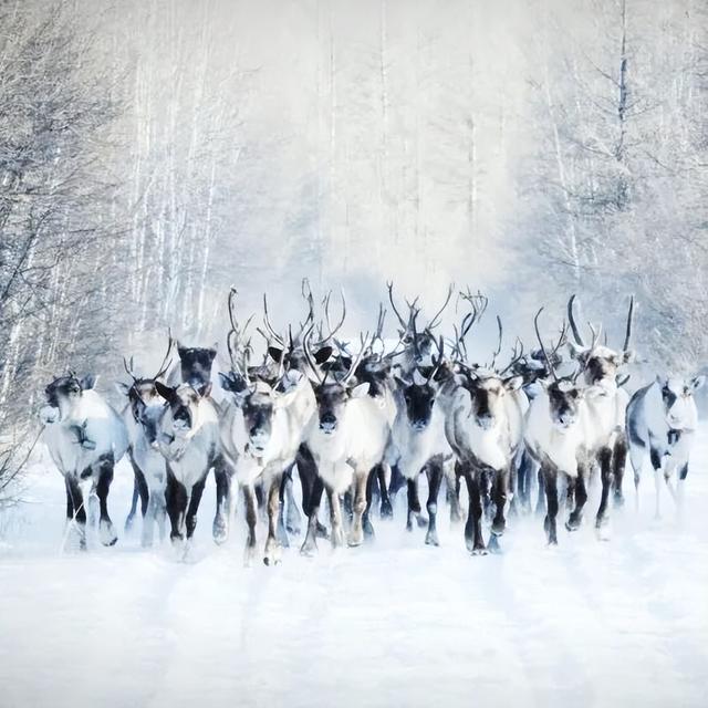 1200人共赴冷极之约！2025—2026内蒙古冰雪旅游季，将从根河市启幕