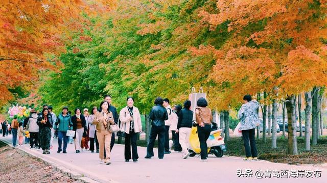 层林尽染，西海岸“枫”景如画！