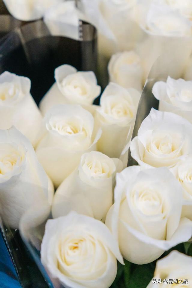 满屏治愈！这个冬日，你一定要去趟斗南花市，邂逅一场流动的彩色盛宴~