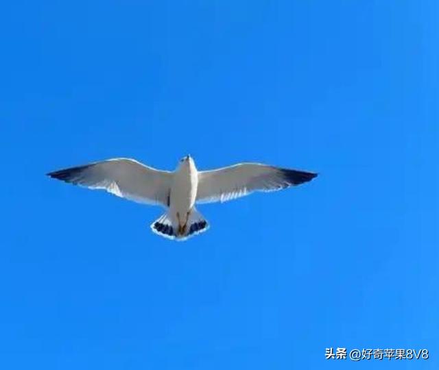 孩子，你知道什么是“蓝鸟效应”吗？
