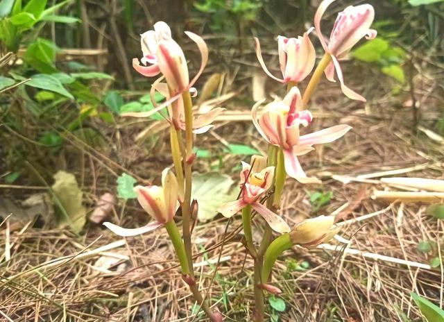 一年仅出现几天！24年四川首次发现“隐身”植物，遇见堪比中彩票